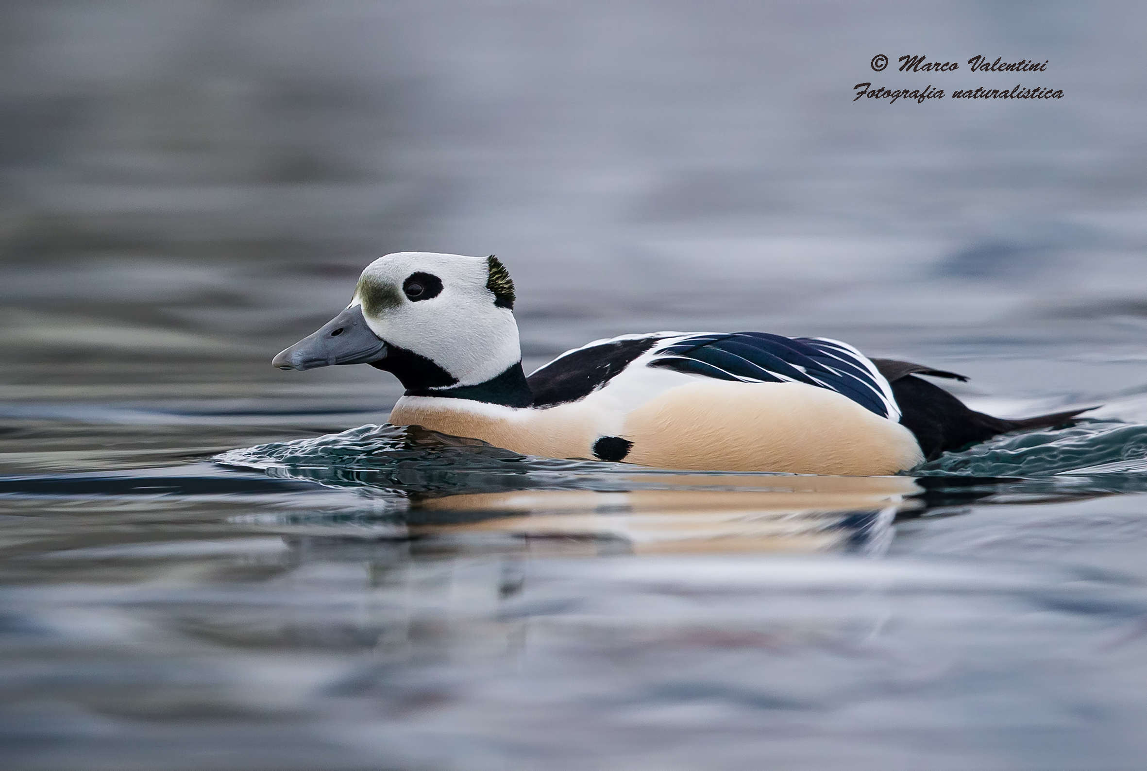 Steller's eider...