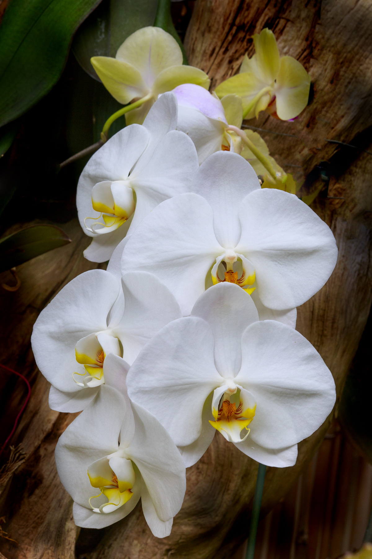 White Orchid...