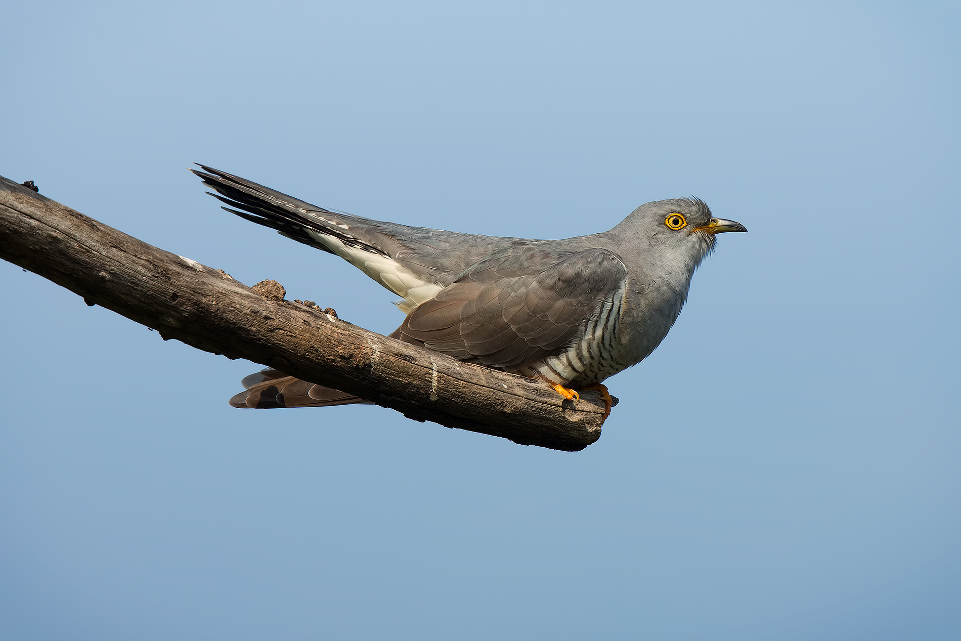 ... And with a little cuckoo ... (Male)...