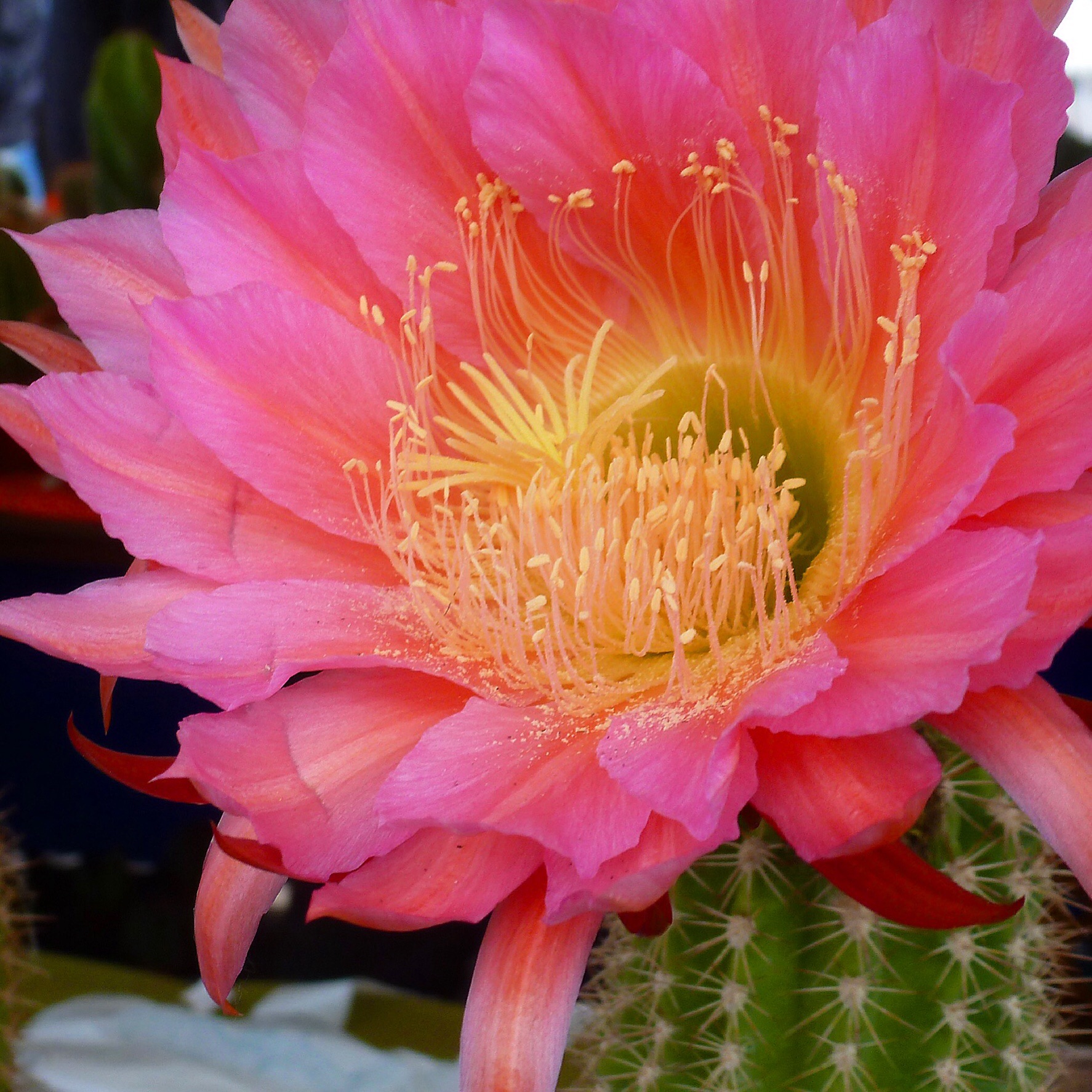 Flower of a succulent (cactus plant)....