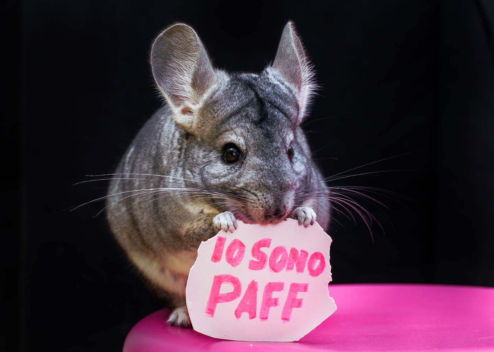 paff, the chinchilla my daughter....