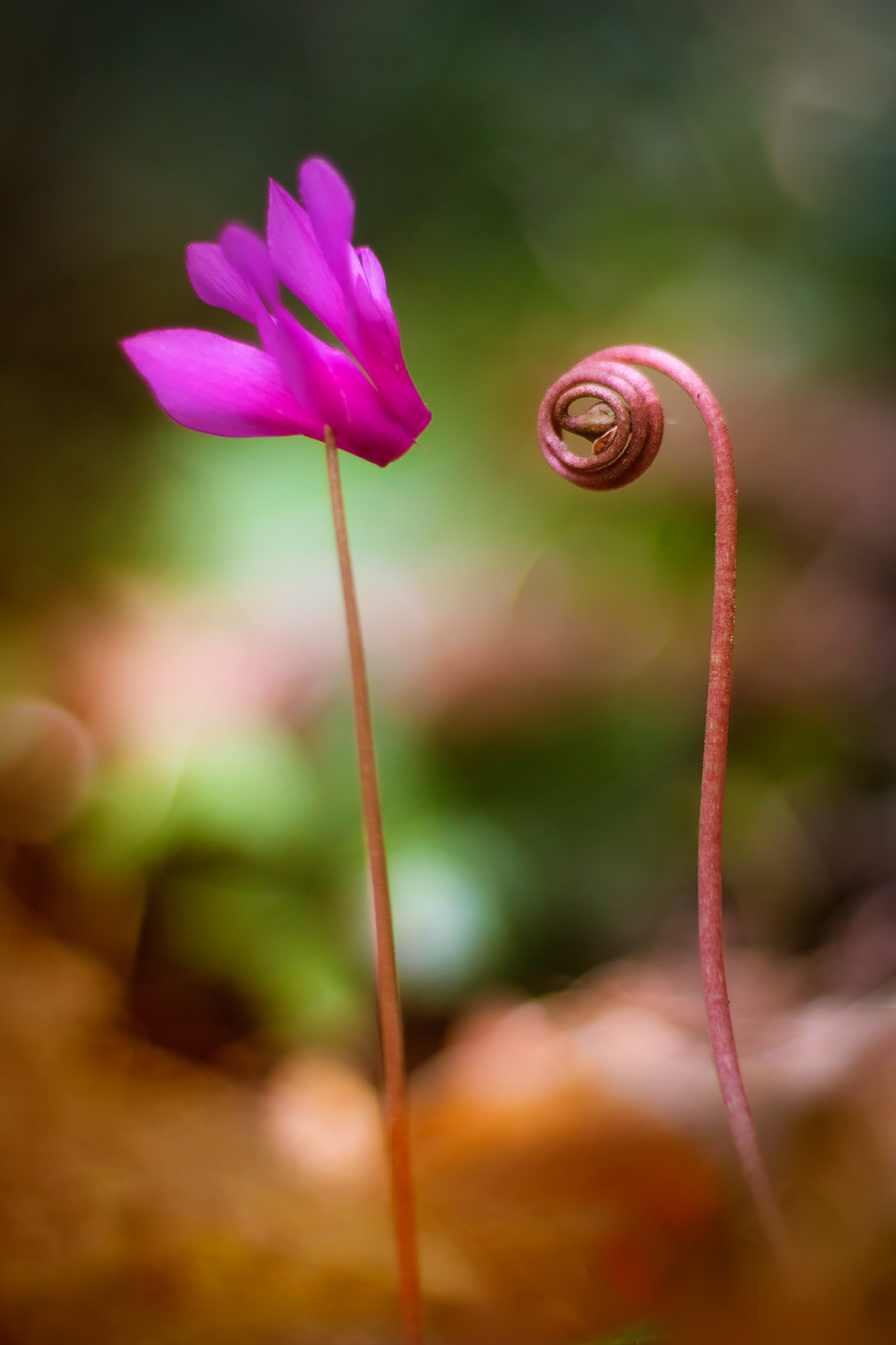 Ciclamini innamorati...