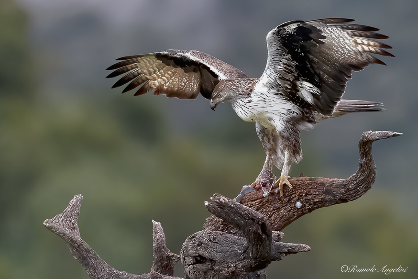 Aquila di Bonelli terzo scatto....