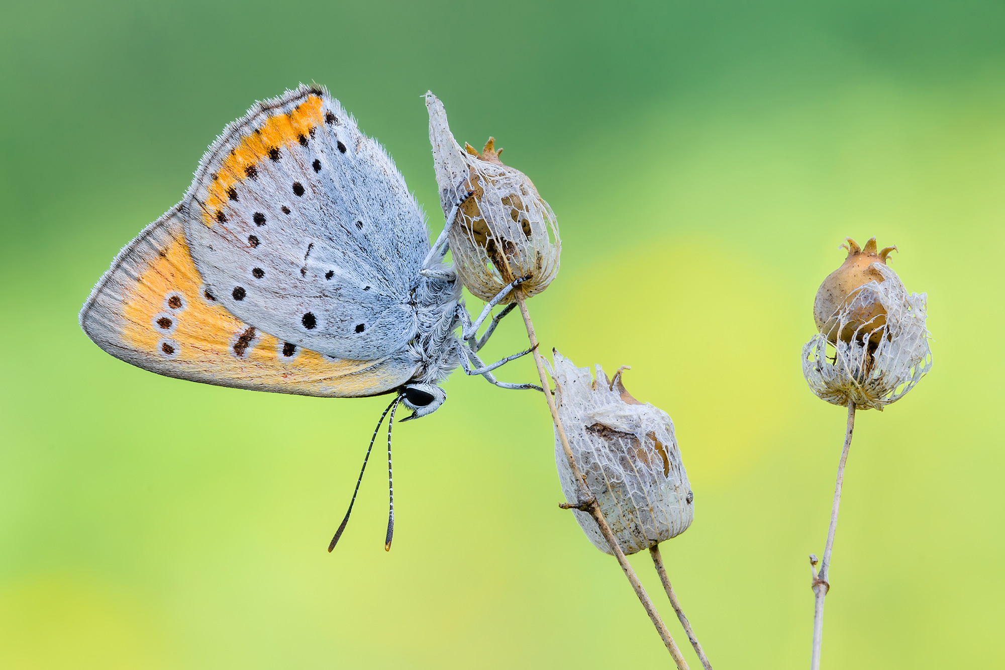 Lycaena dispar...