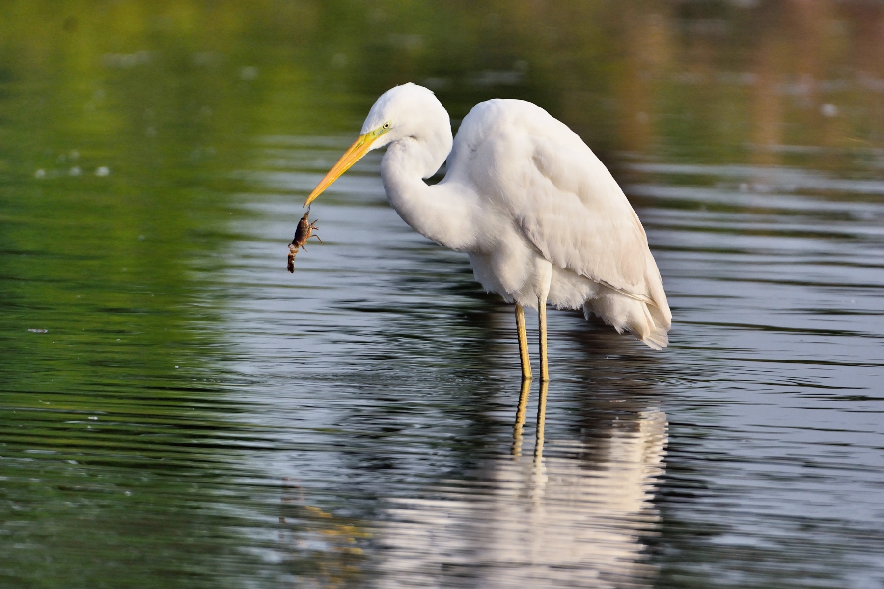 The White Heron has a weakness for prawns .....