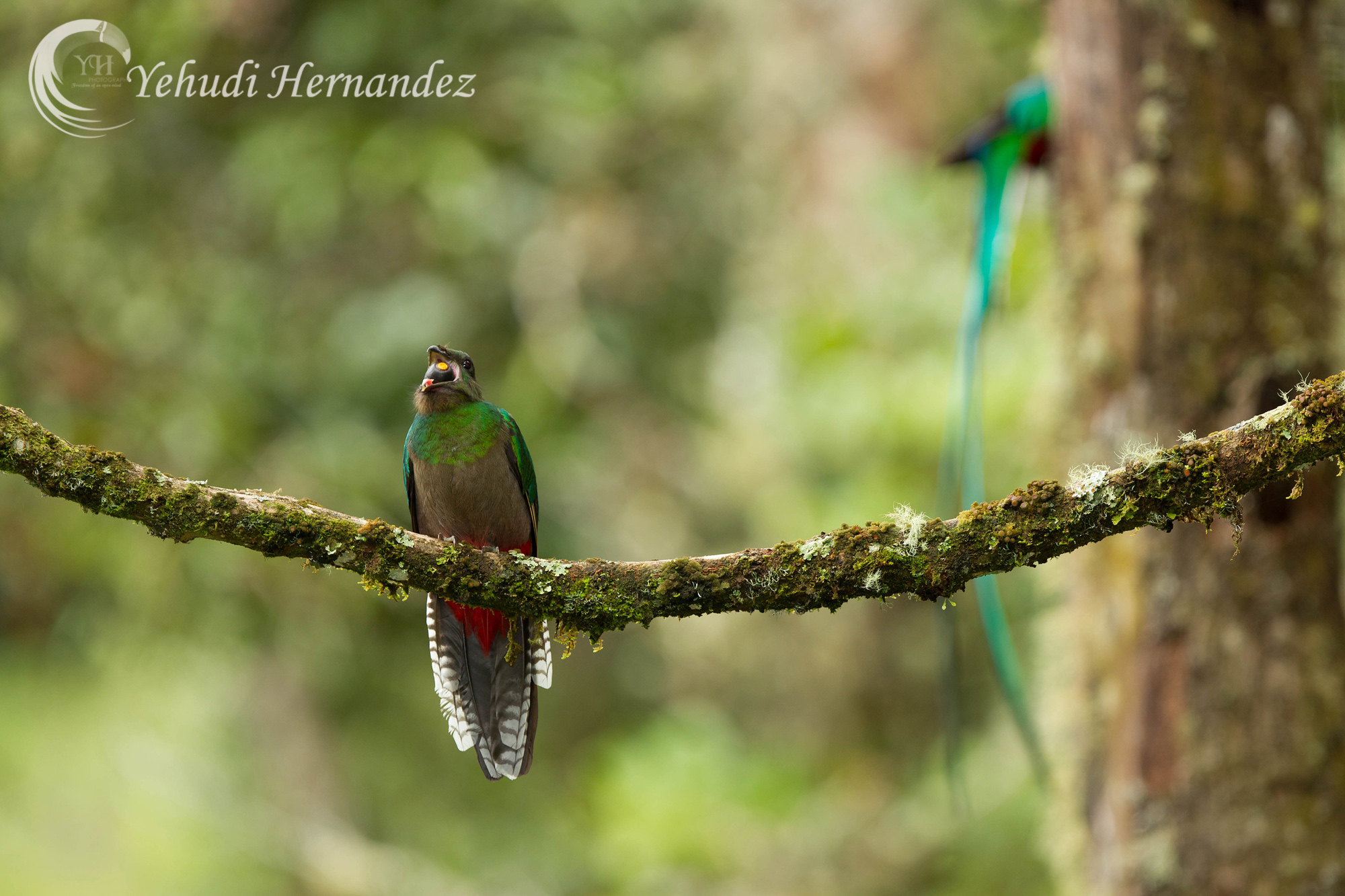 Resplendent Quetzal female...
