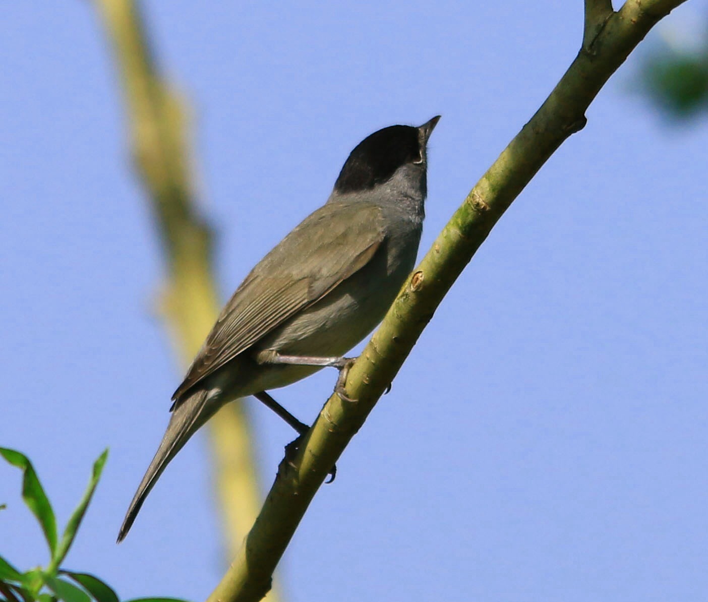 Blackcap...