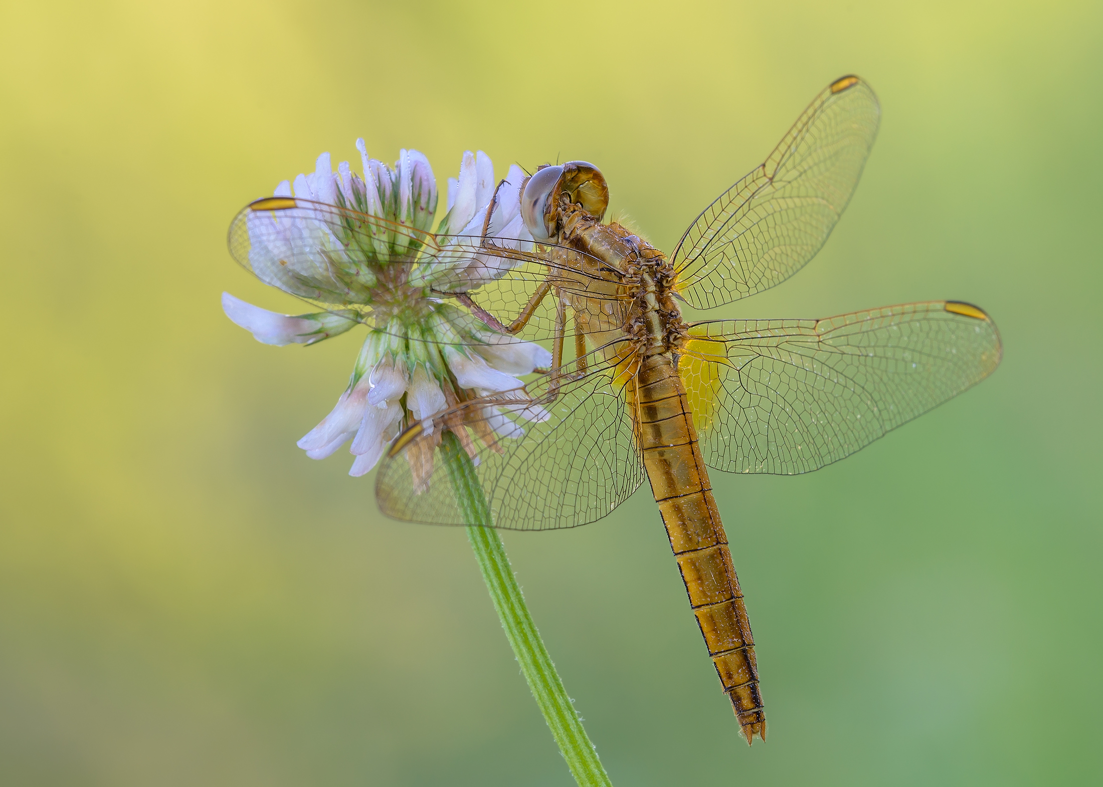 Crocothemis erythraea...