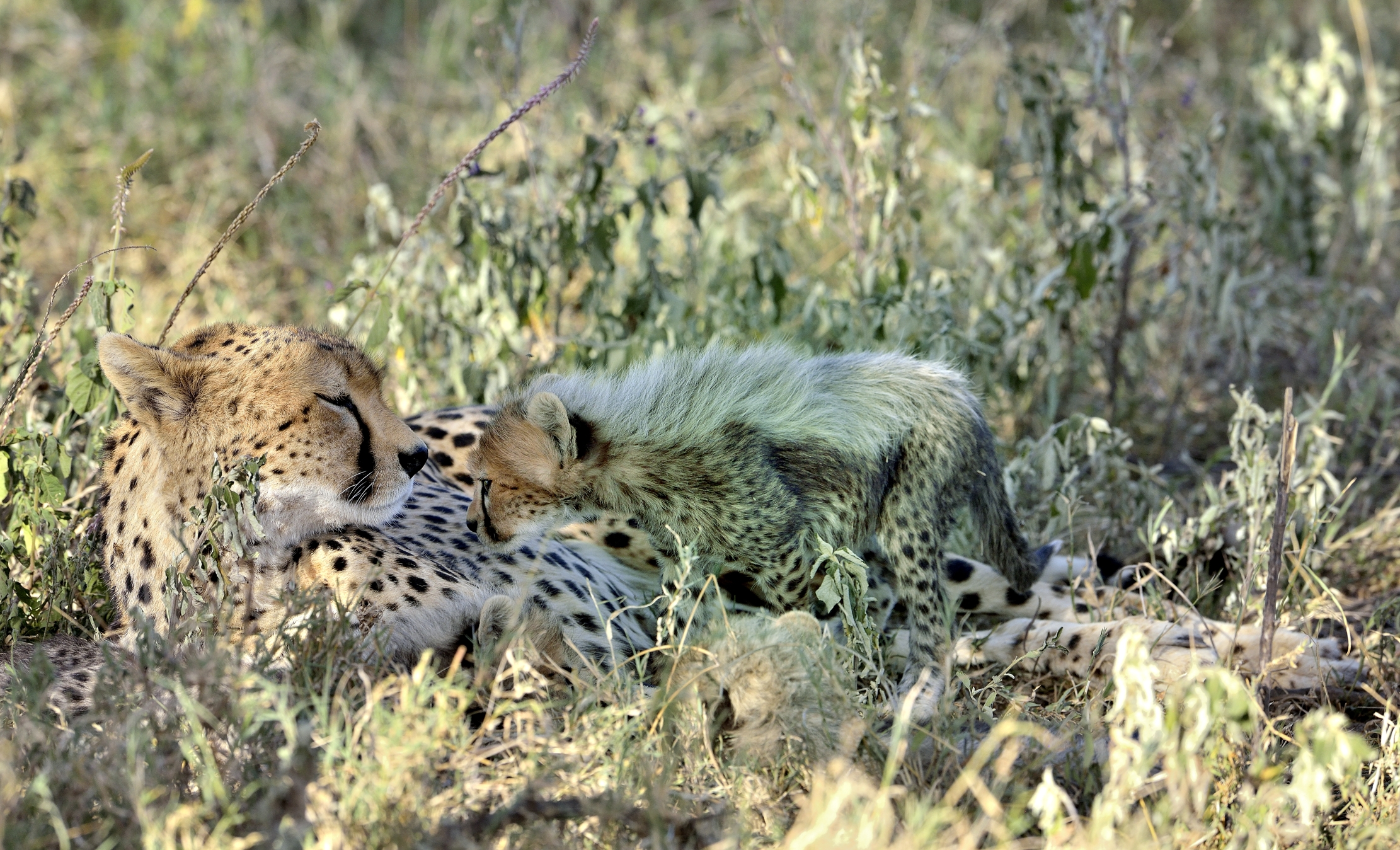 Tanzania 2015 - Cheetahs...