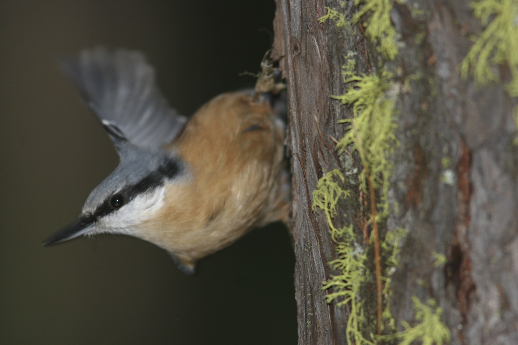 nuthatch canon 20d f 5.6 1/250 300 f 4 + 1.4...