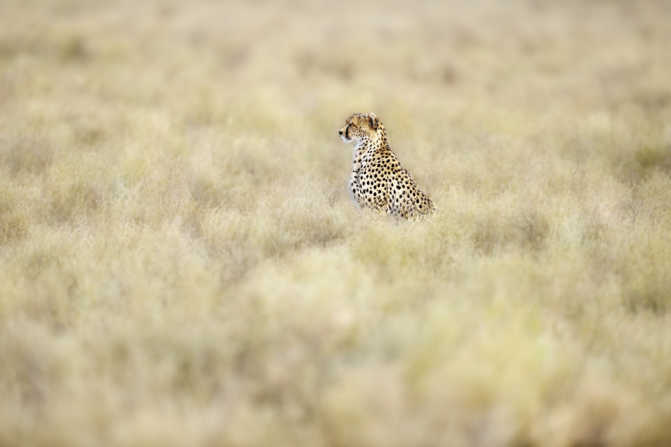 Tanzania 2015 - Nel vento della savana...