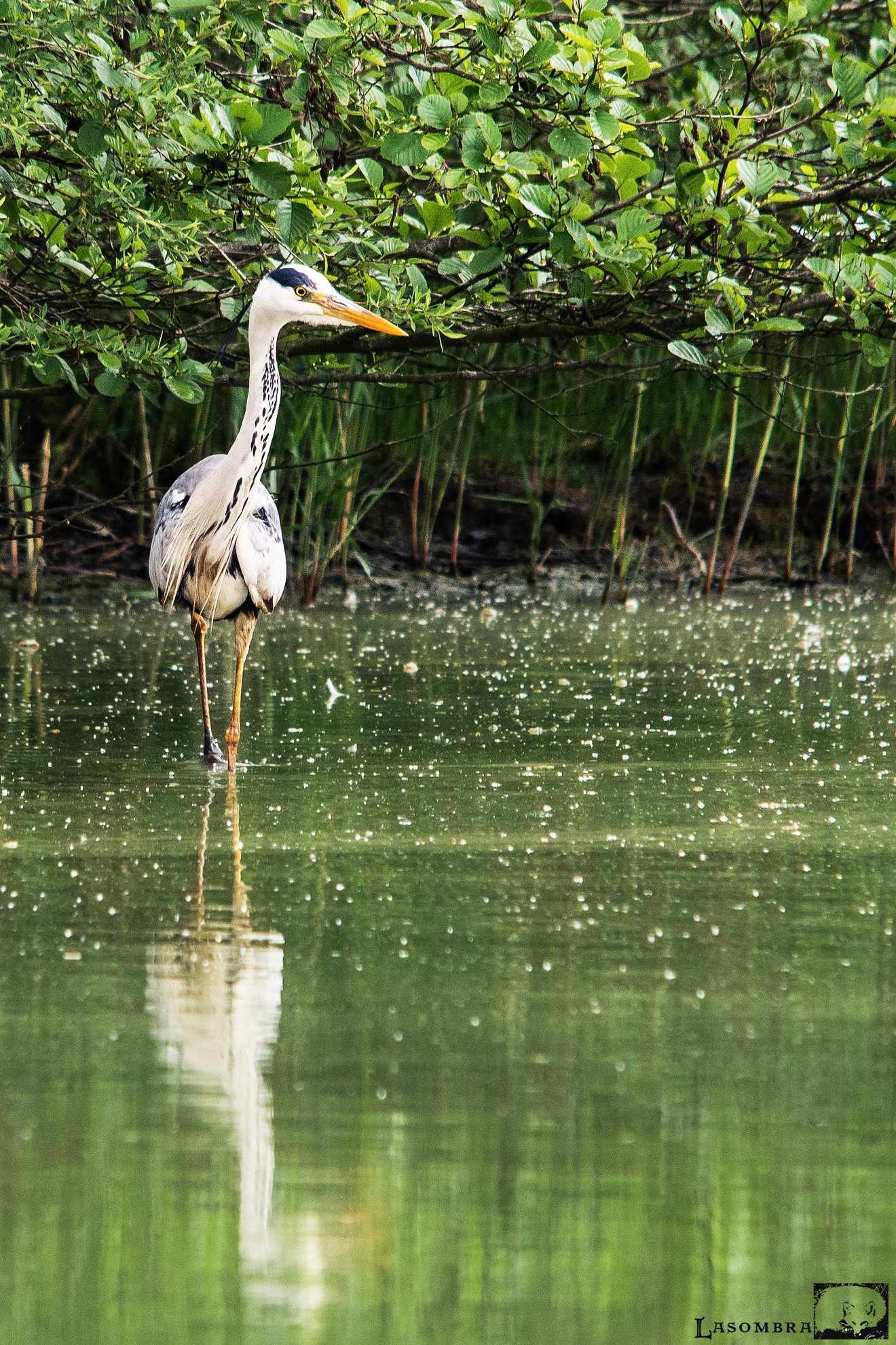 Grey Heron...