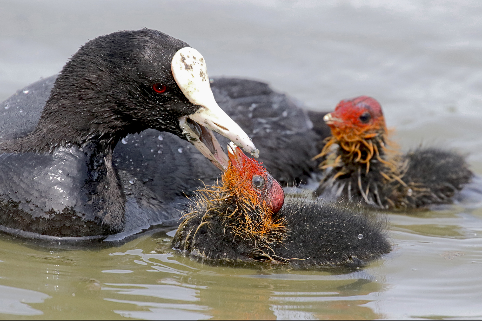 Coot with offspring...