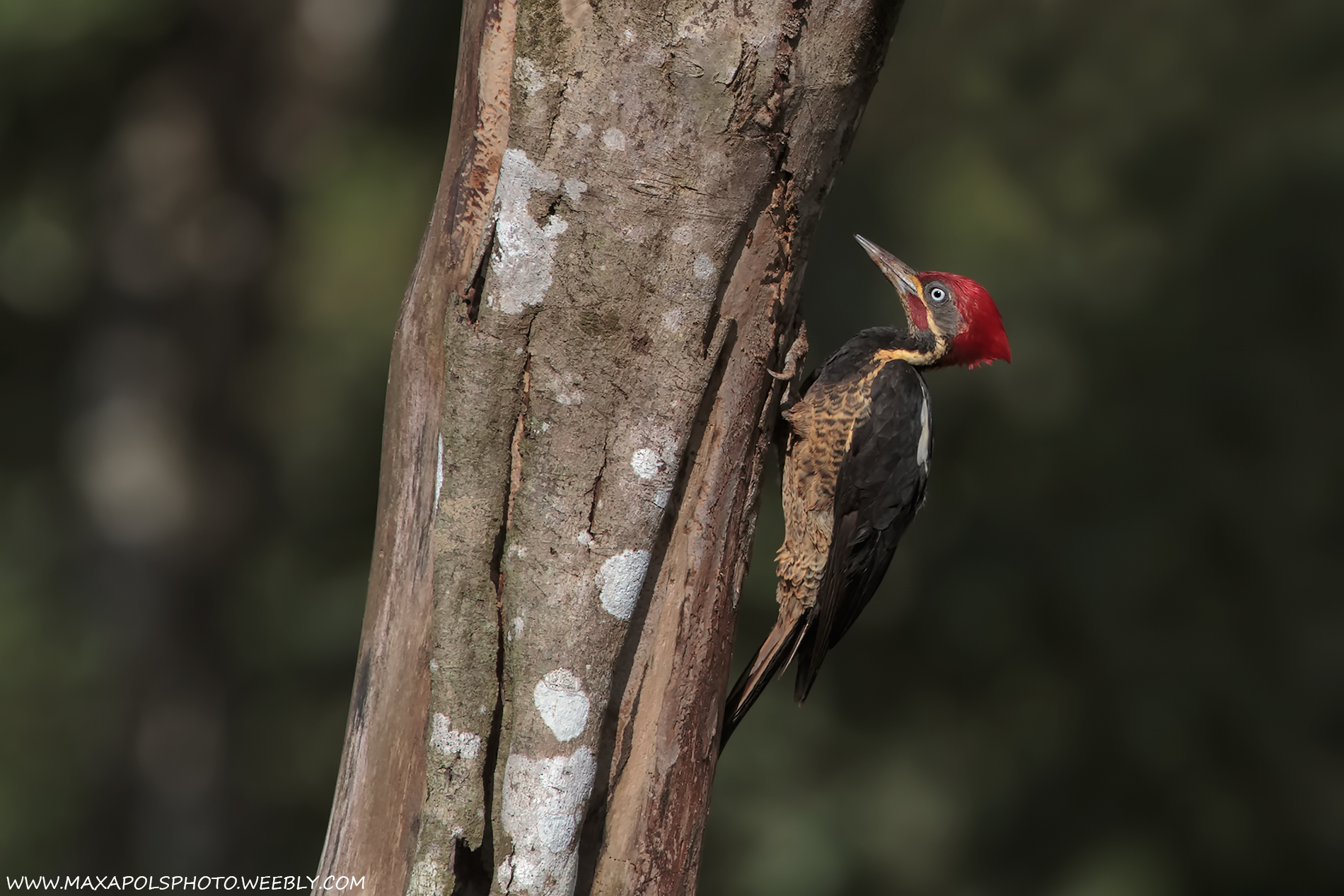 Lined woodpecker .....