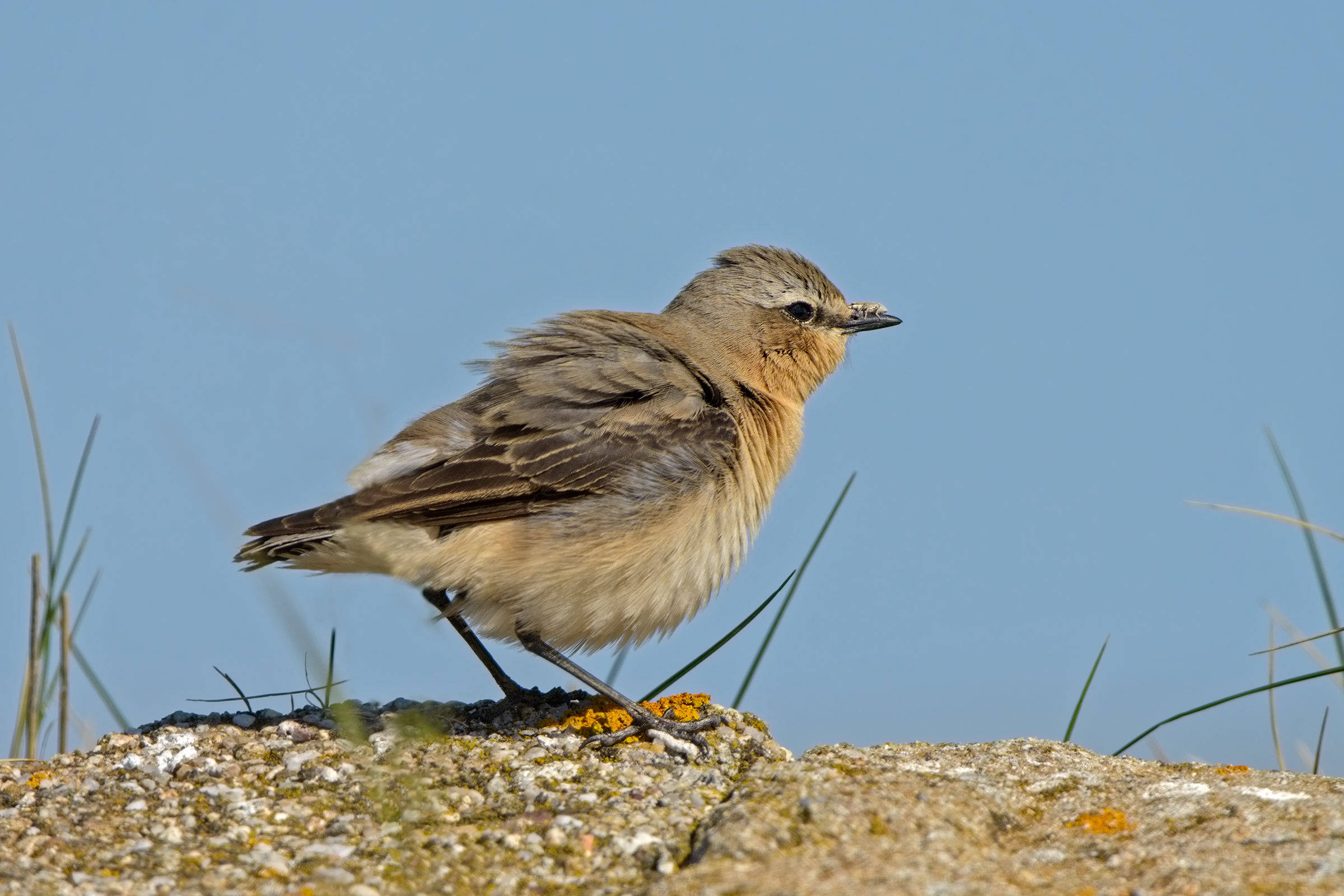 the wheatear and the weevil on -becco I beaks...