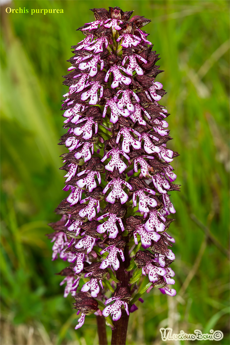 Orchis purpurea...