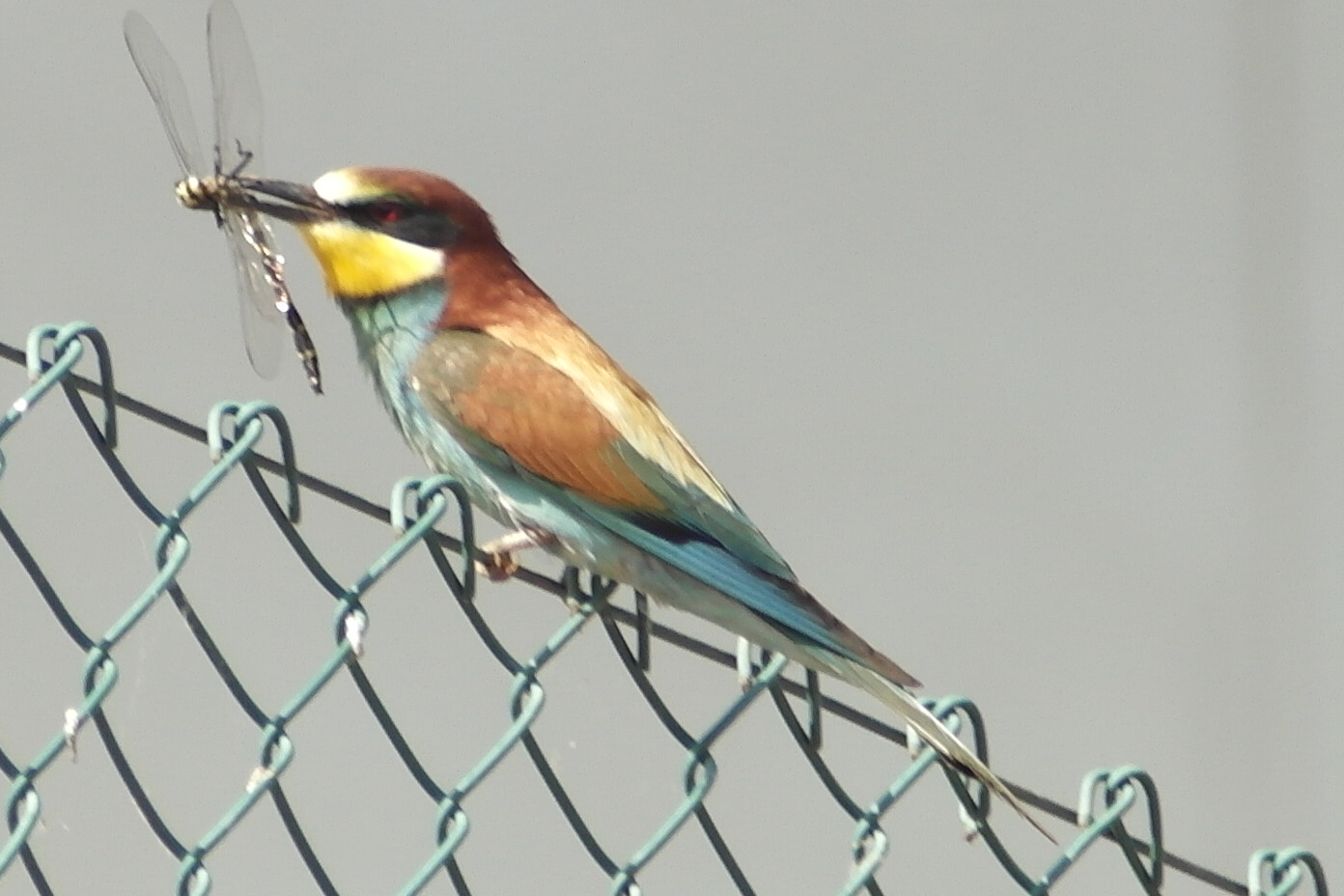 bee-eater...