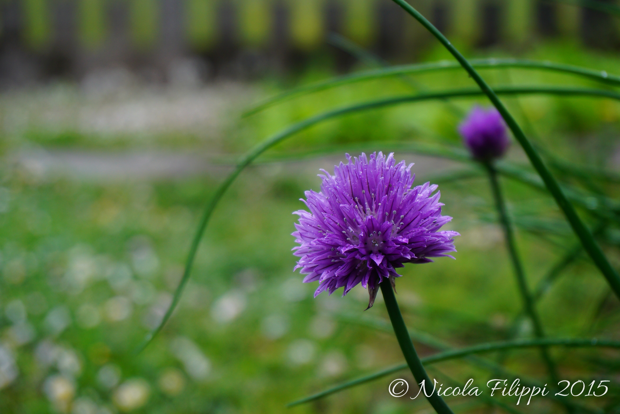 purple flower...