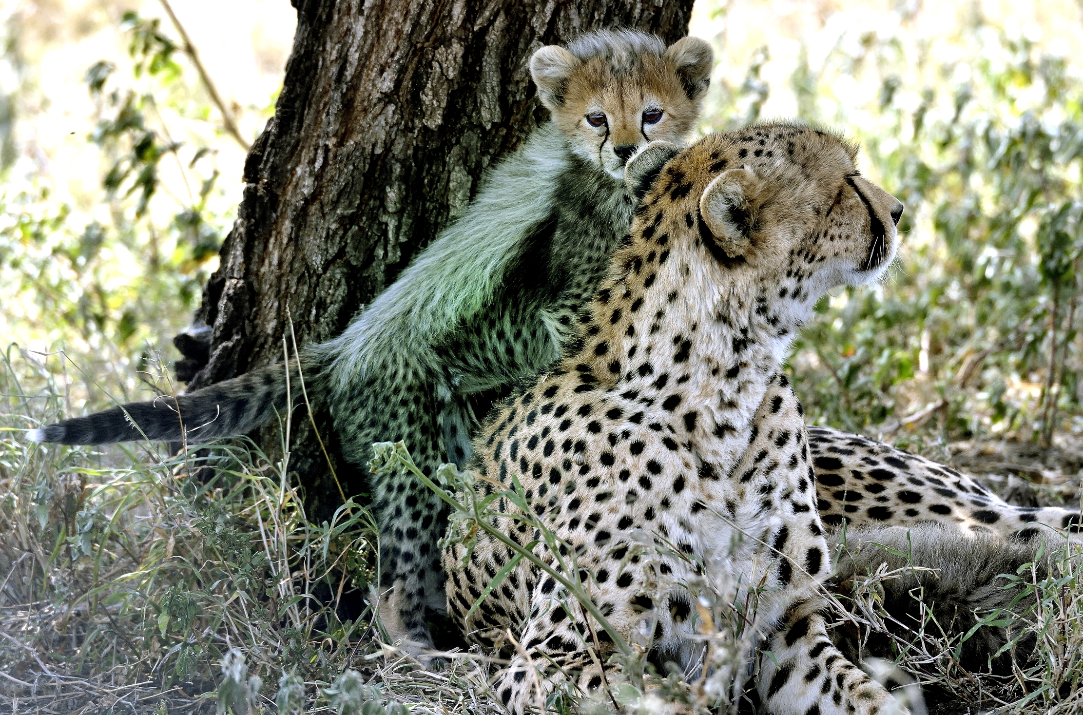 Tanzania 2015 - Affection...