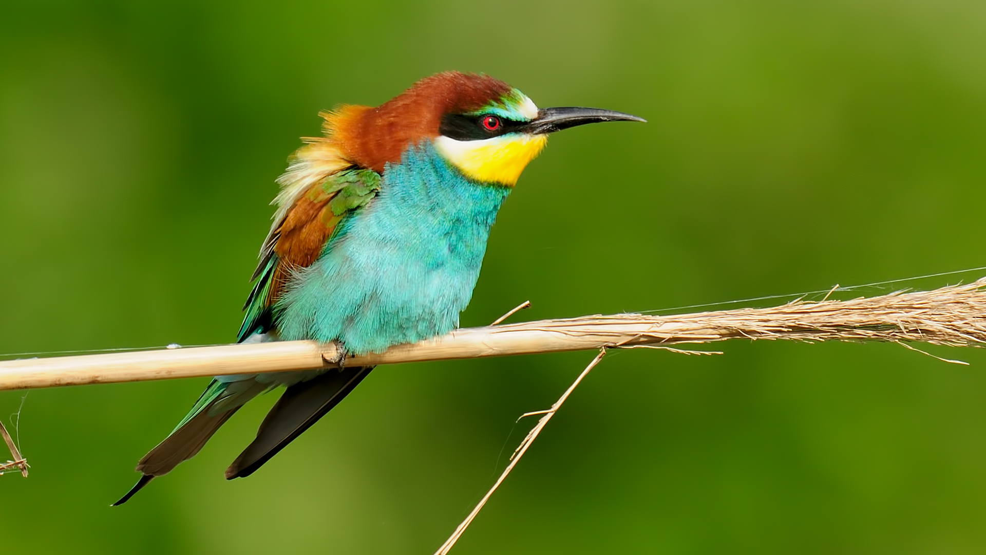Ar?ku?u » » European Bee-eater...