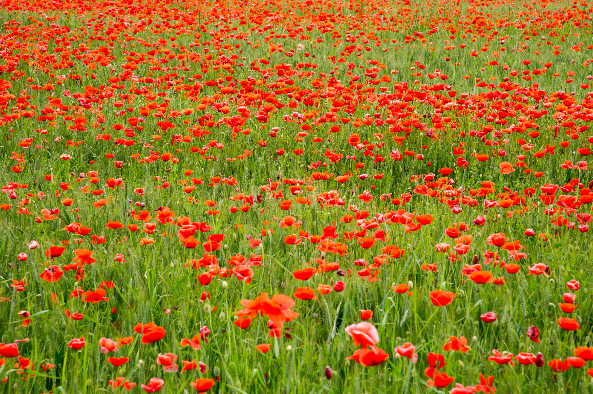 Poppies and wheat...