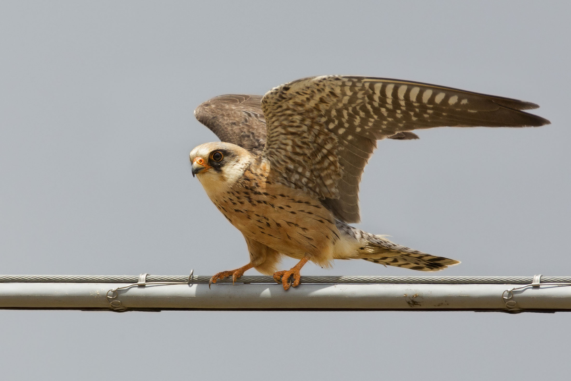 Red-footed Falcon (falcon vespertinus)...