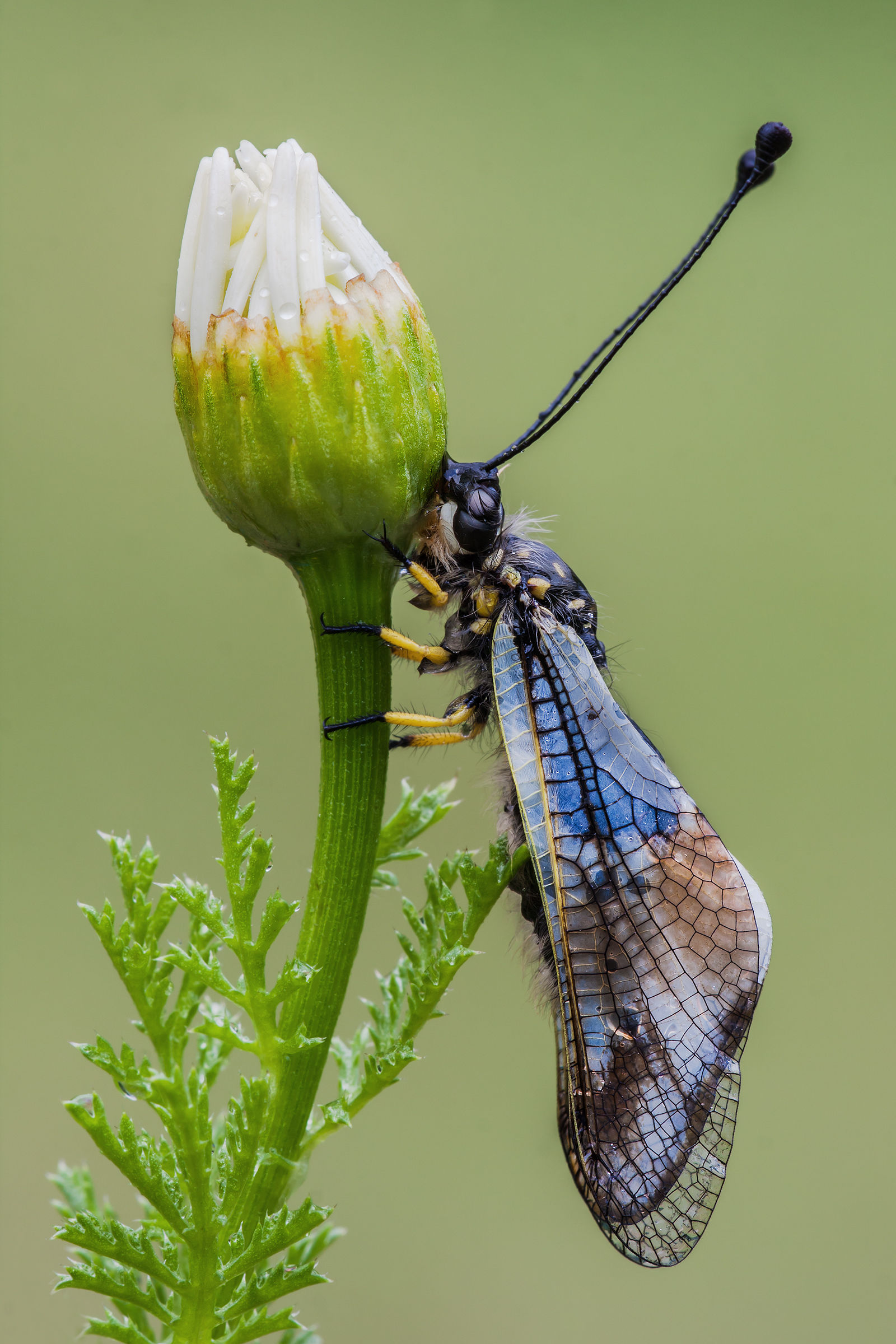 Libelluloides Coccaius...