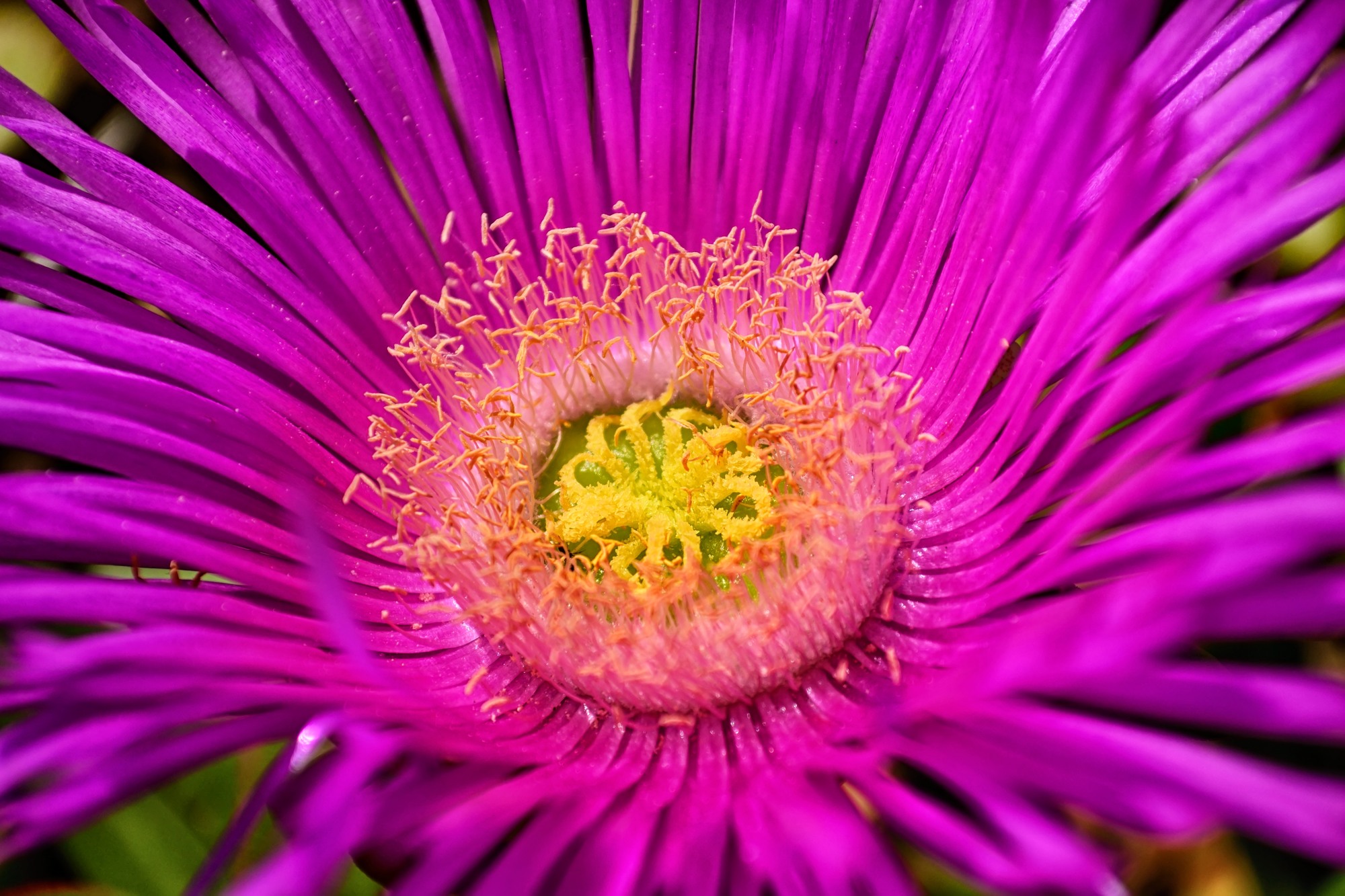 Ice plant in full bloom (close-up)...