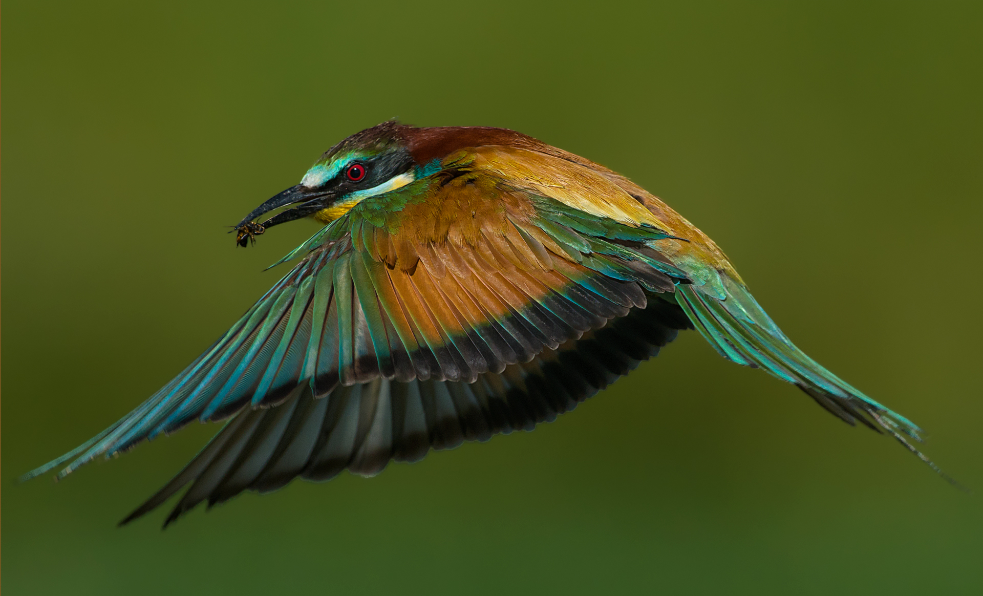 European bee-eater...