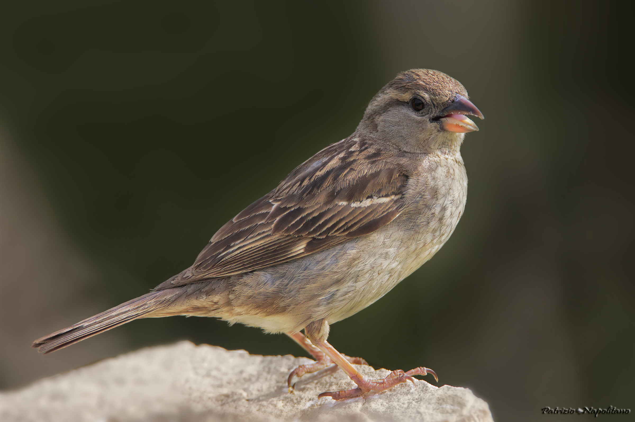 female sparrow...