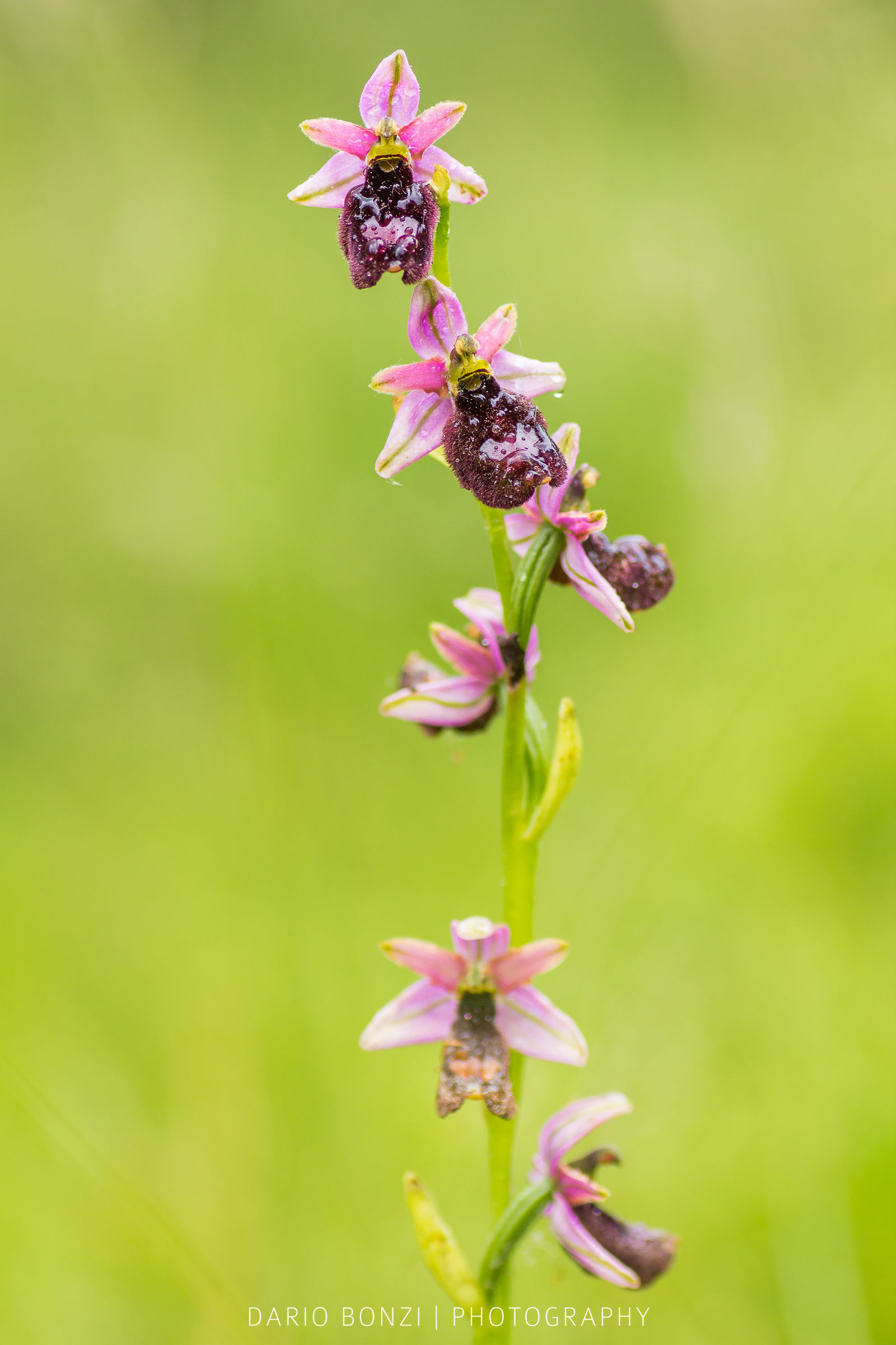 Ophrys bertolonii benacensis...