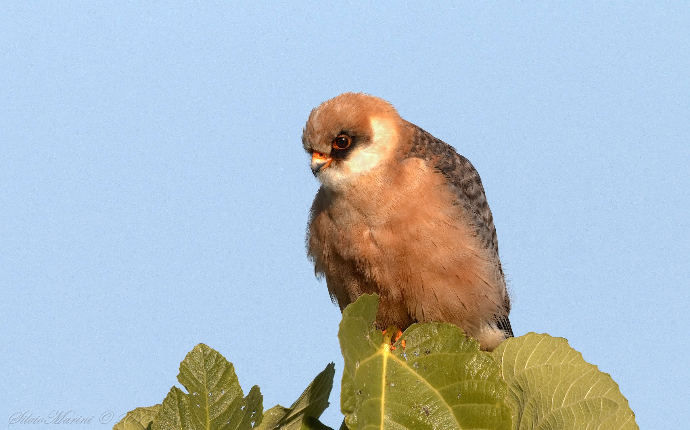 Falco cuculo (Falco vespertinus)female...
