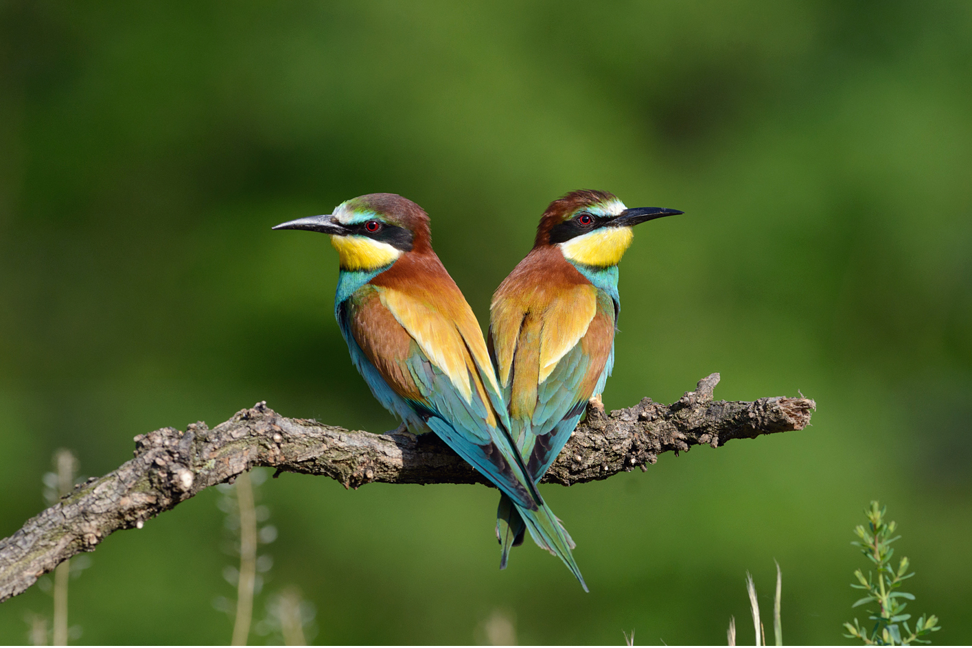 Pair of bee-eaters...