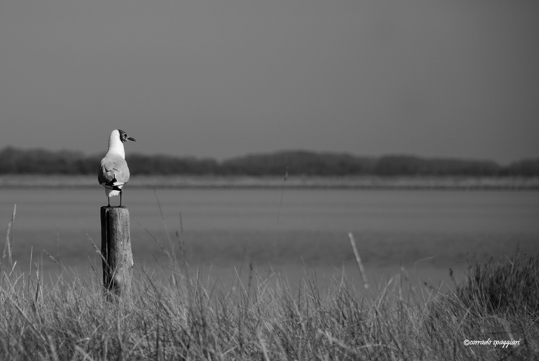 The Sentinel...