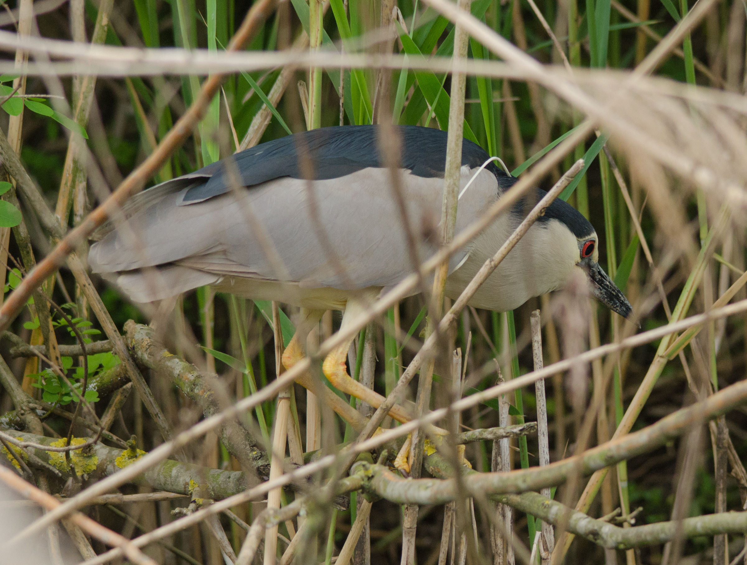 night heron in the reeds...
