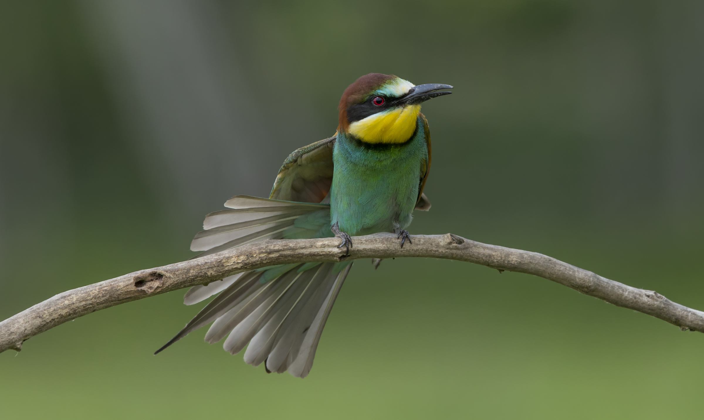 Bee-eaters (Merops apiaster)...
