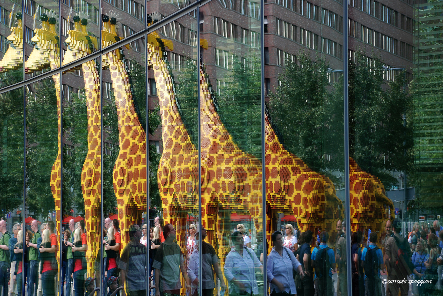 A giraffe, two giraffes, three giraffes ......