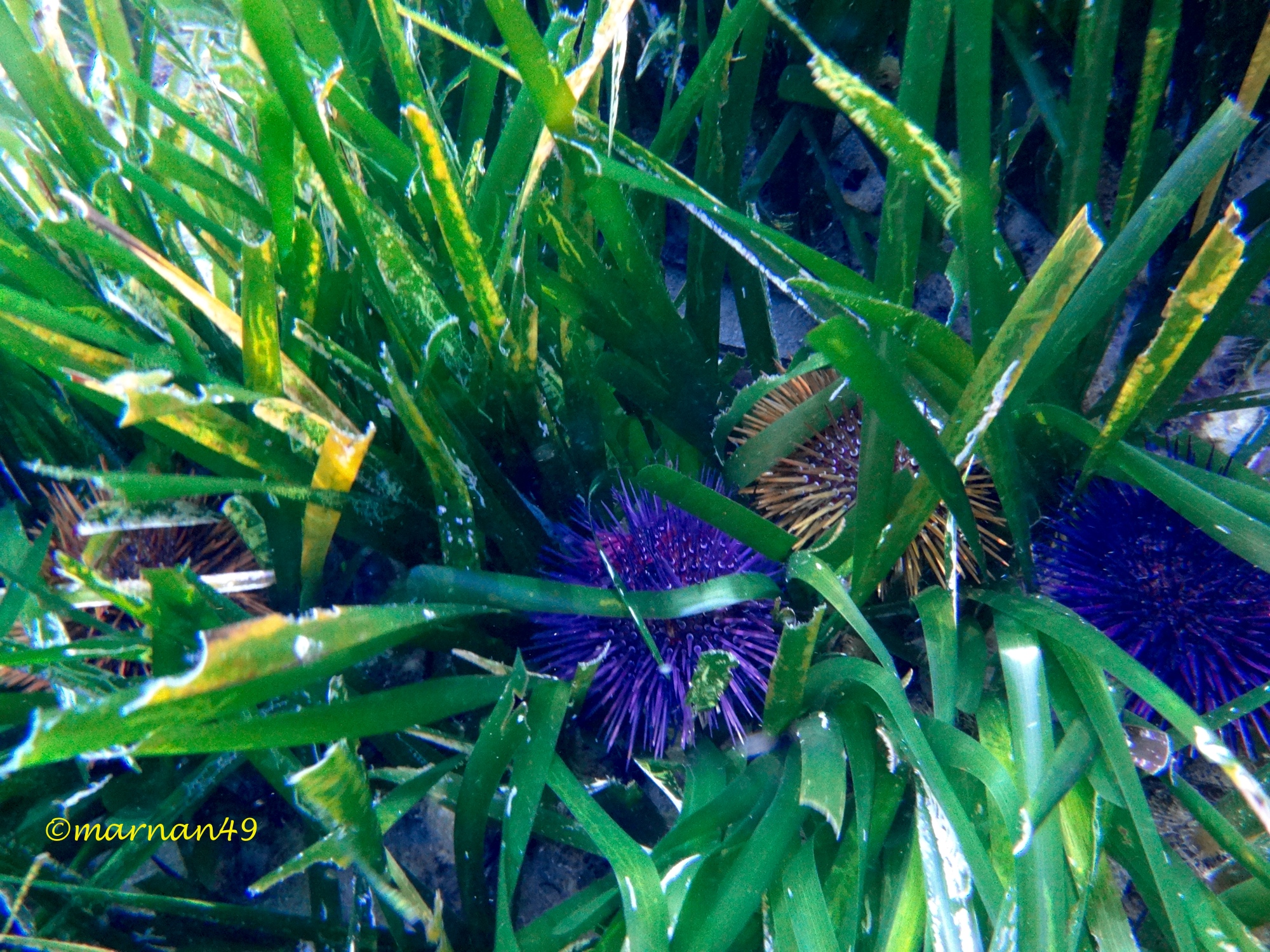 Sea urchins...