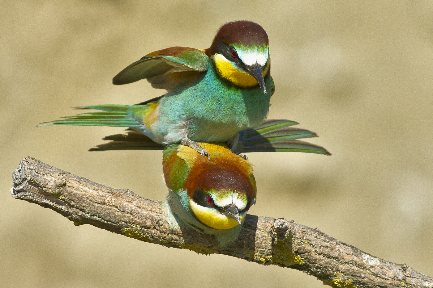 Pair of bee-eaters...