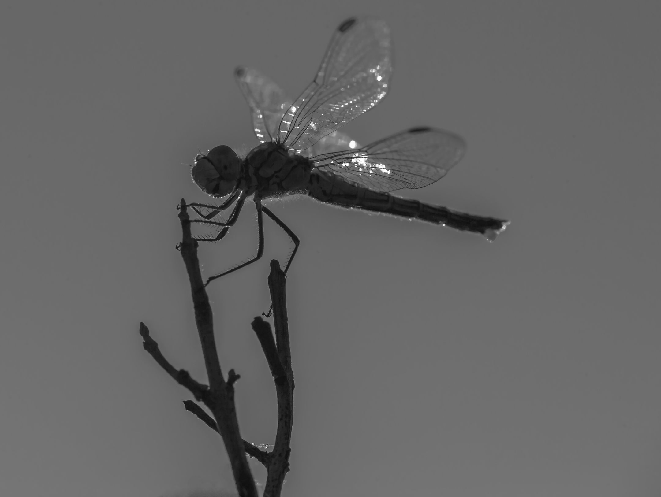 Dragonfly in BN...