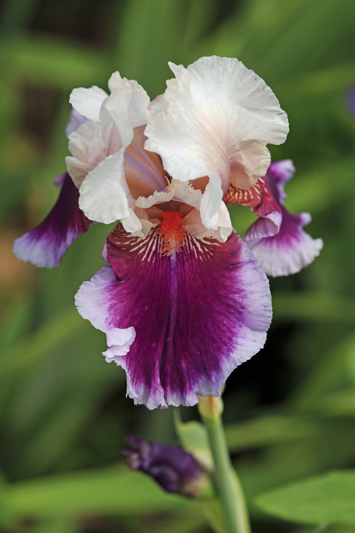 Multi Coloured Iris...