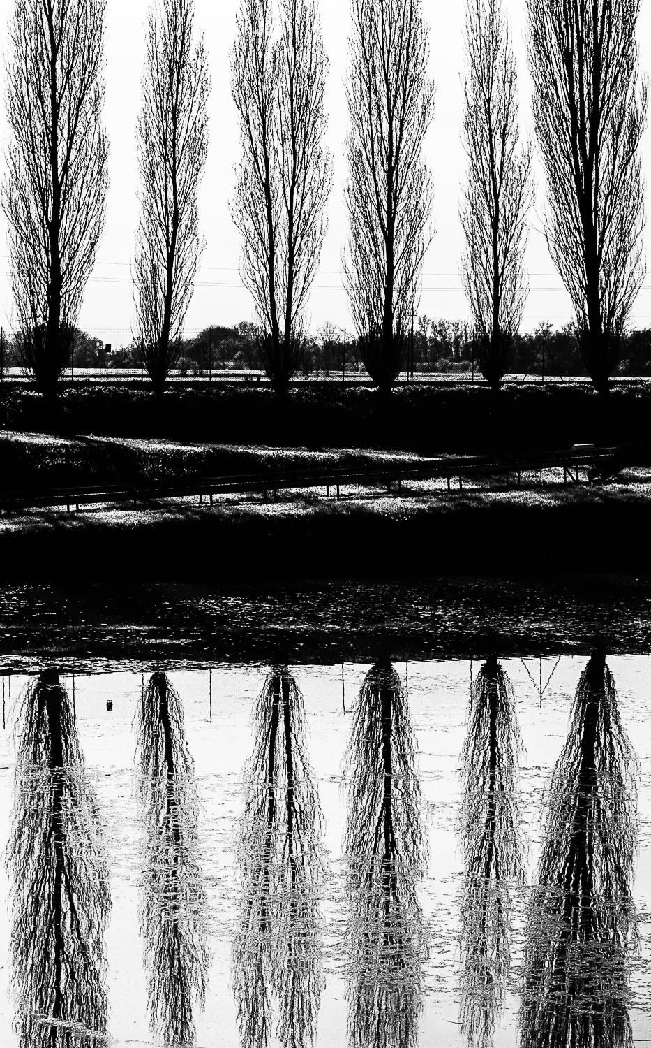 Birch trees reflected # 2...
