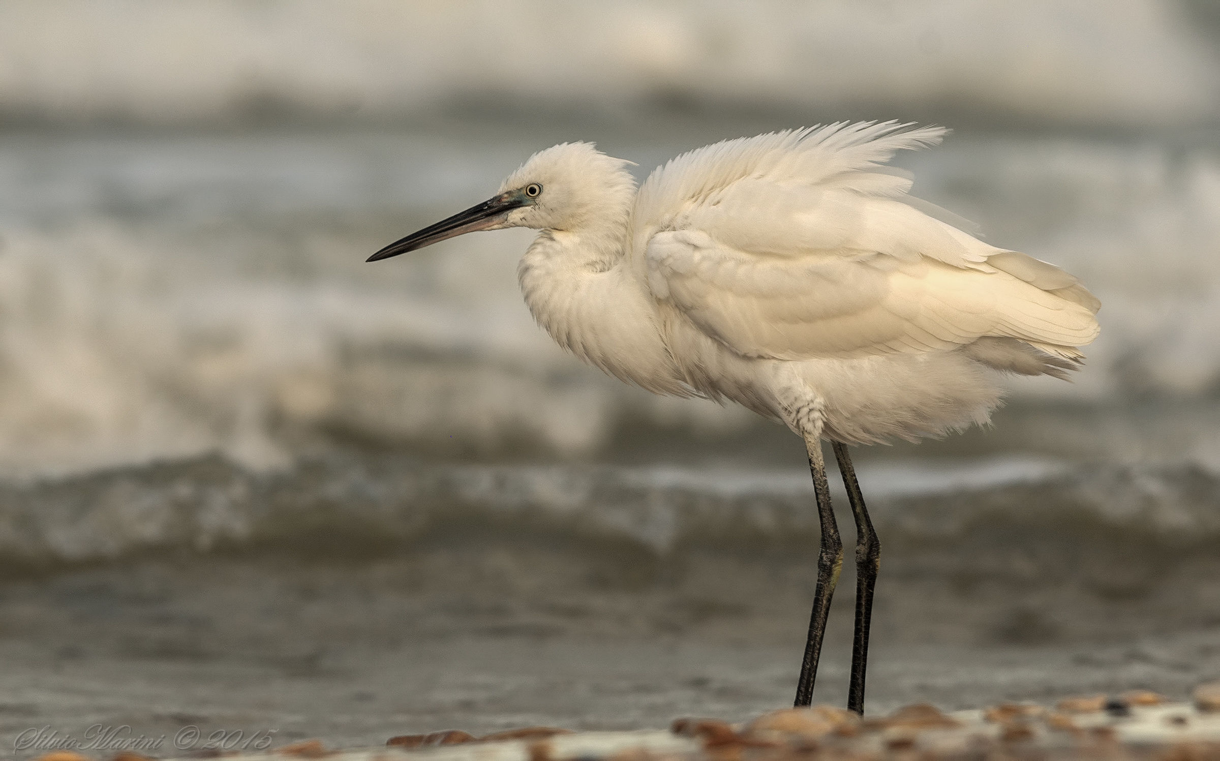 Garzetta (Egreta garzetta) arruffata....