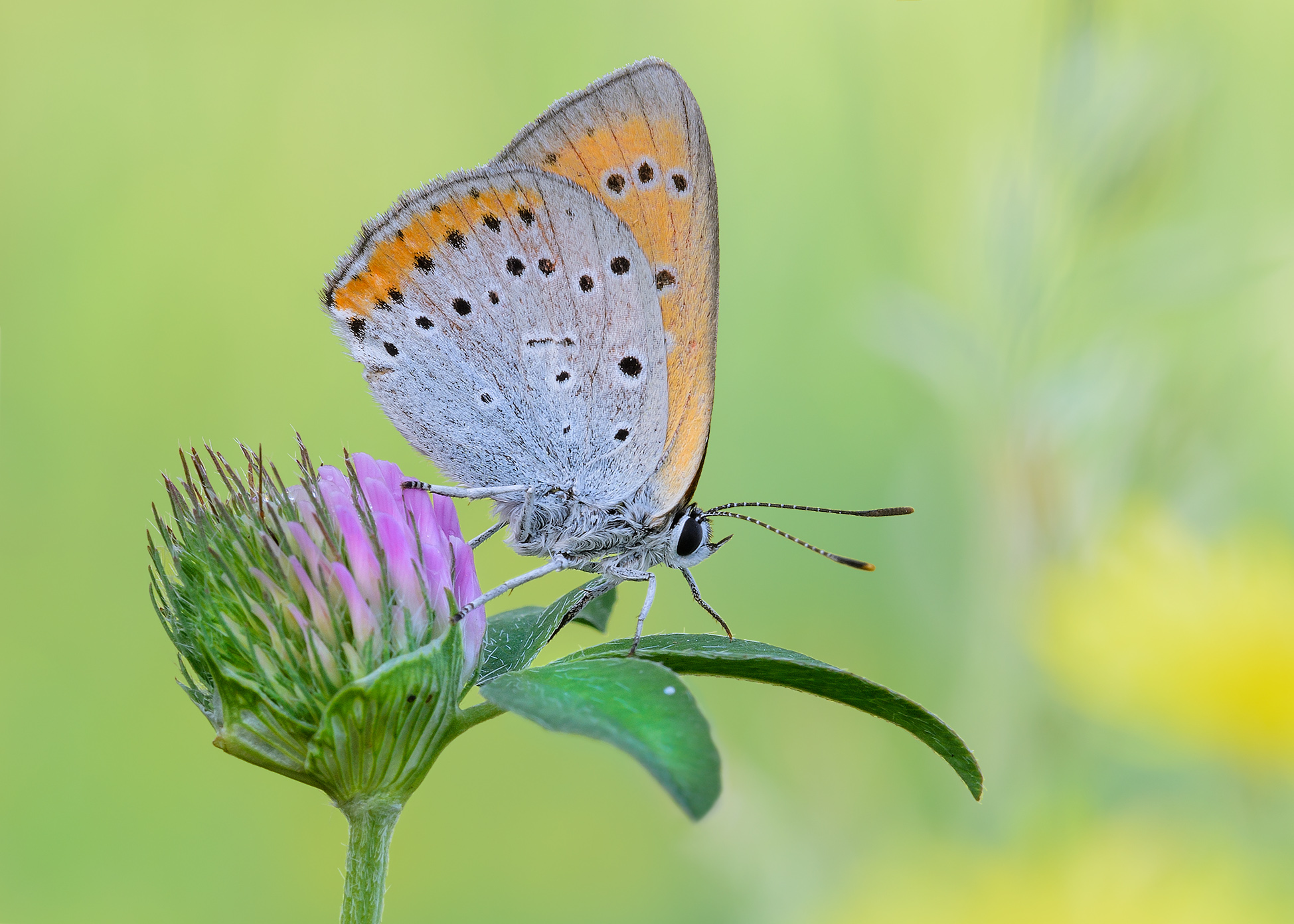 Lycaena dispar...