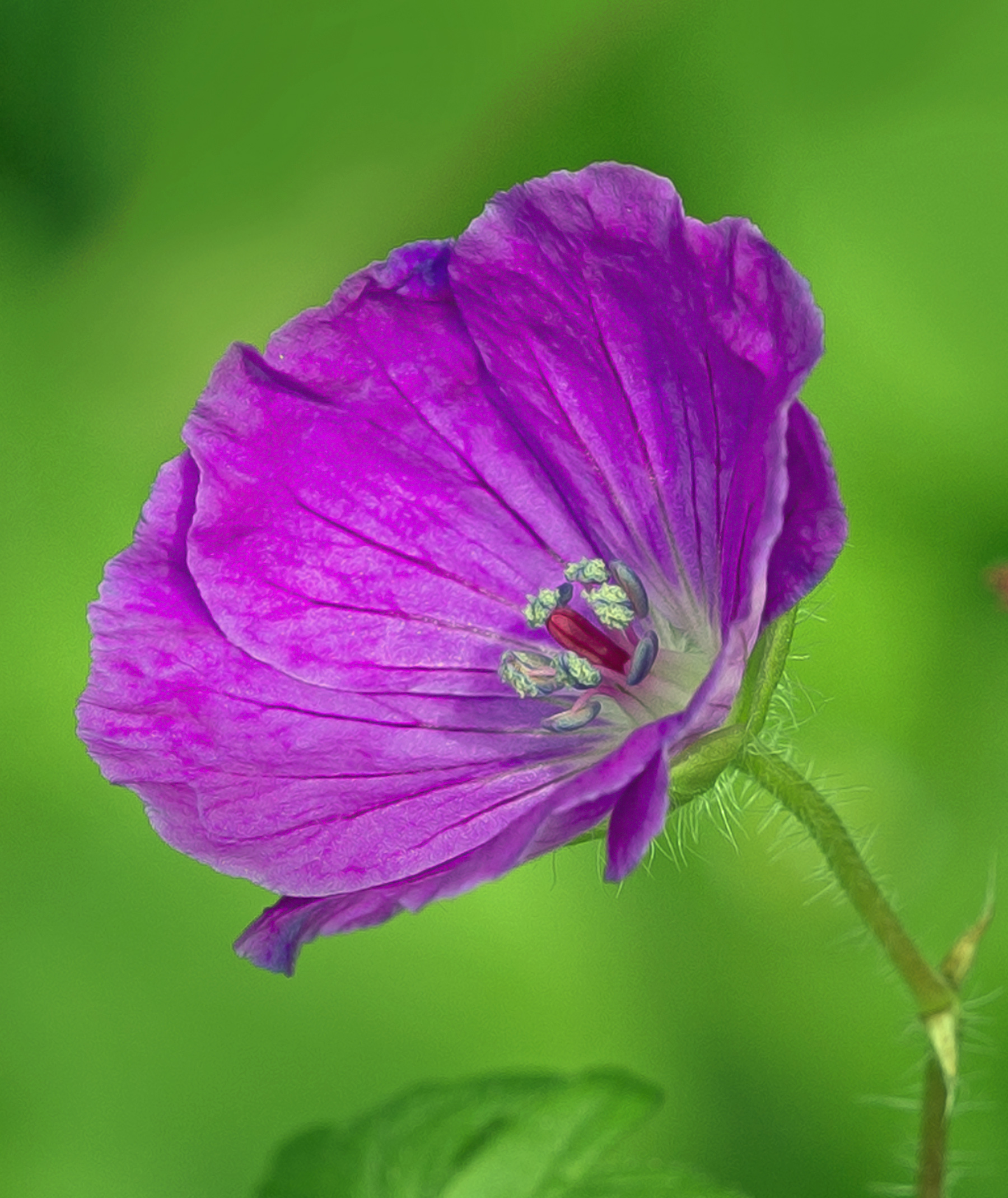 Un altro fiore viola...