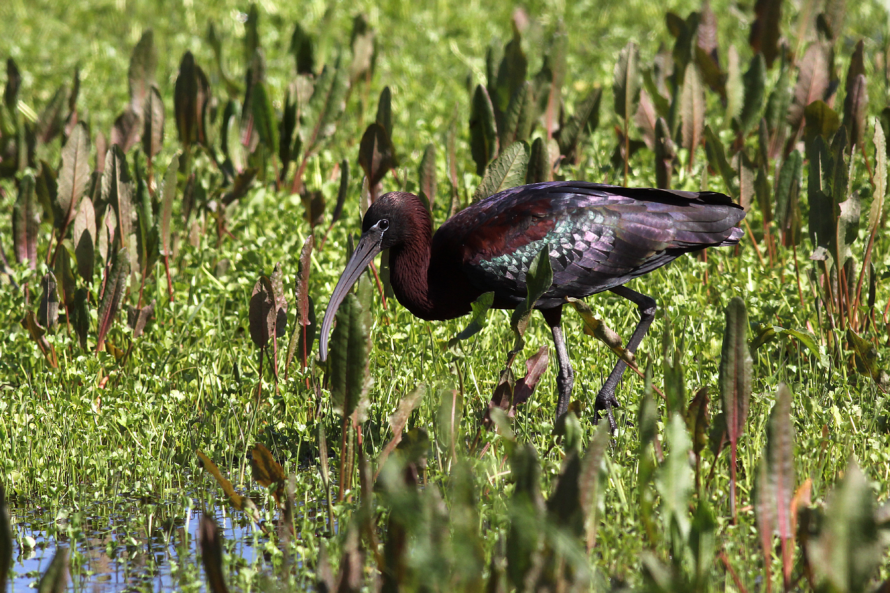 Glossy Ibis in Sicily...