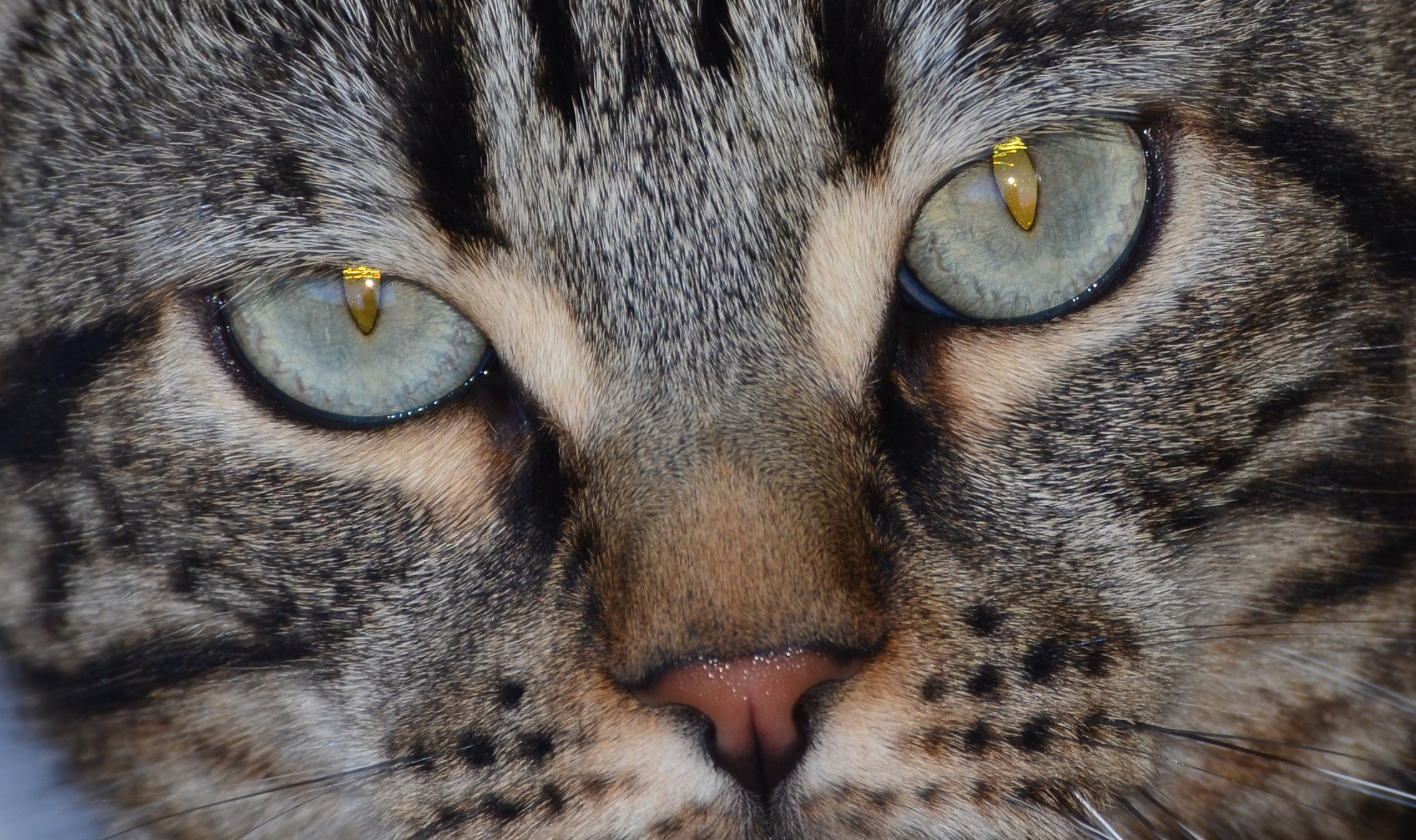 Occhi di Gatto...
