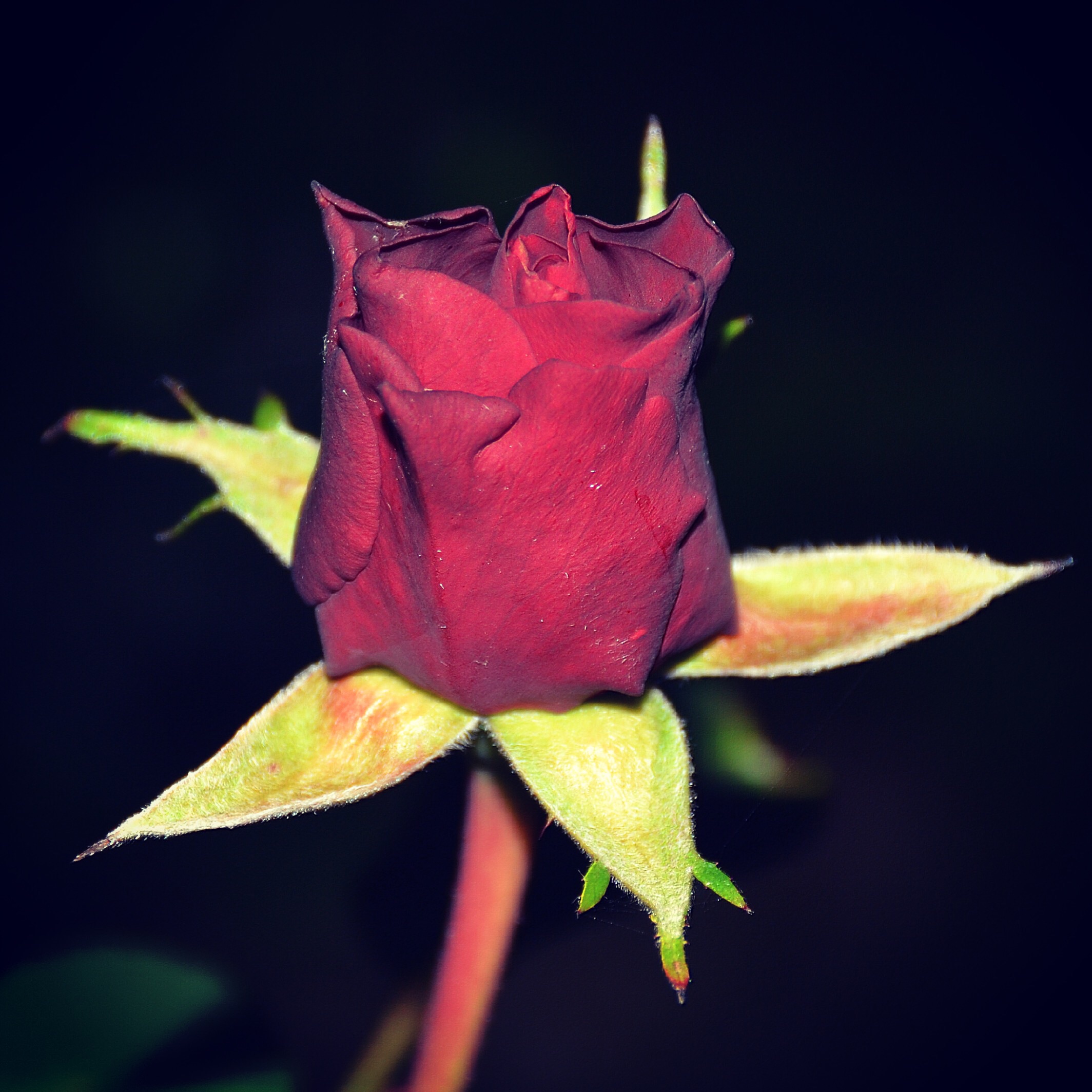 Le rose...