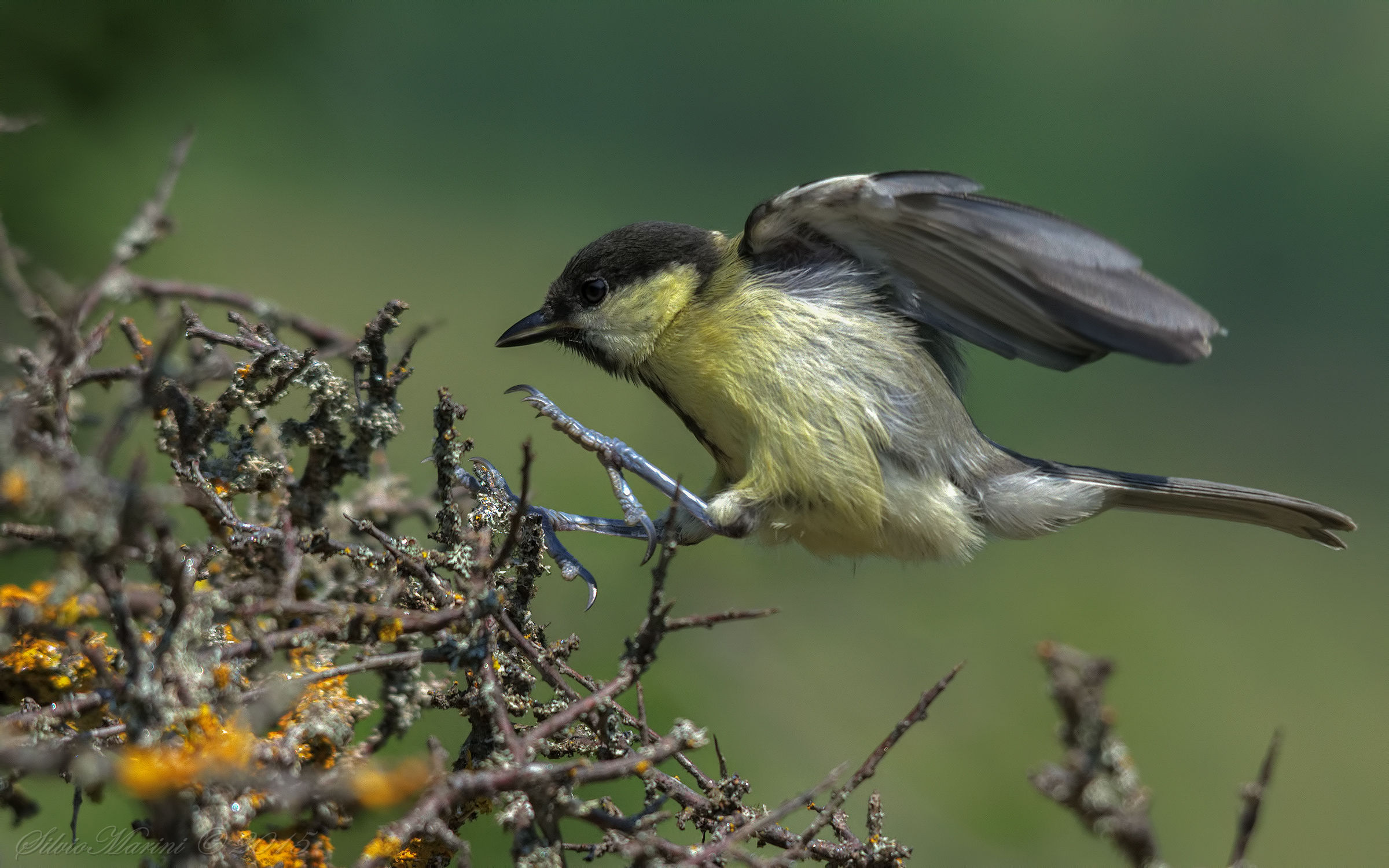 Great Tit (Parus major) in young landing....