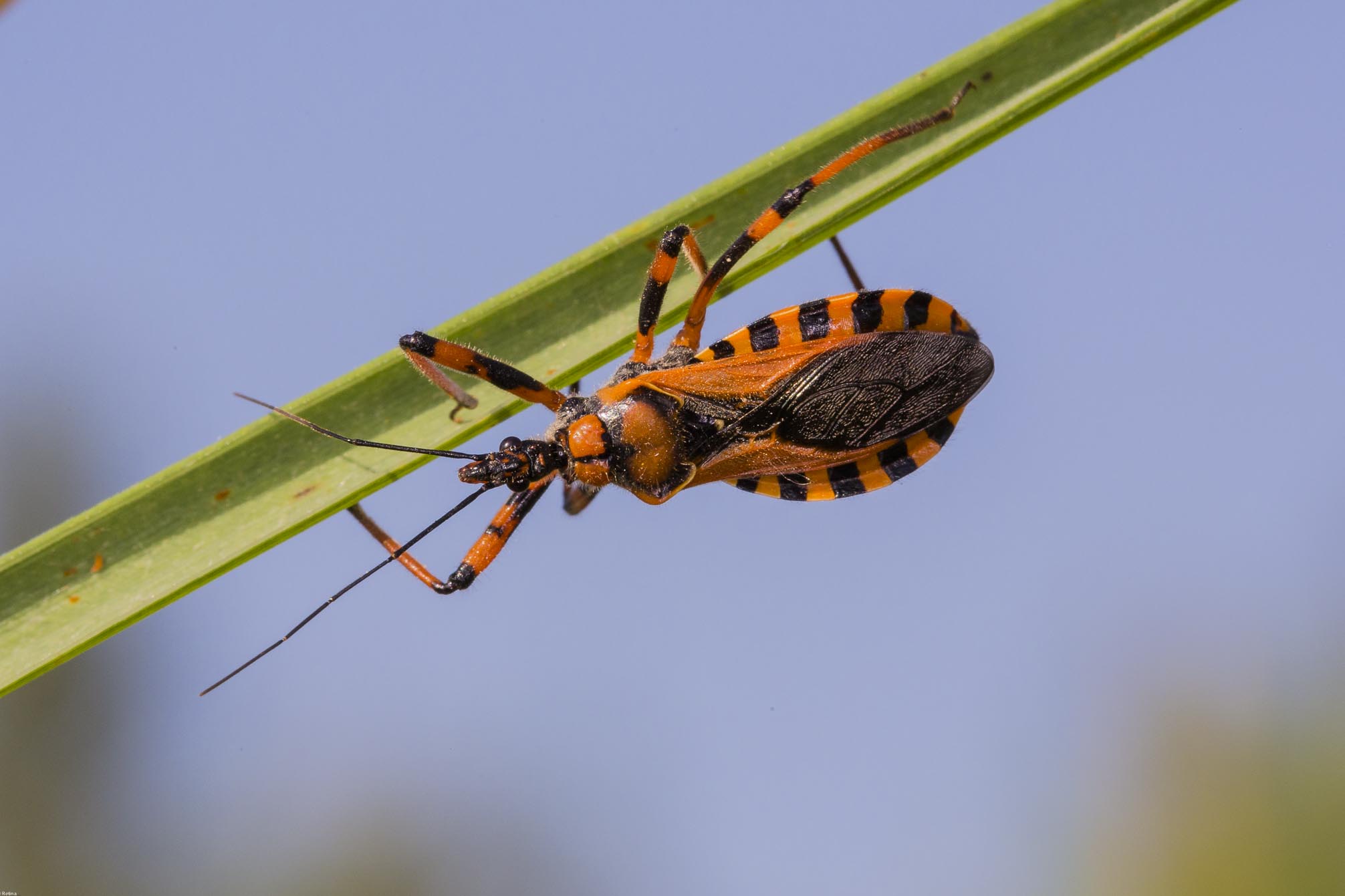 Bug assasina...